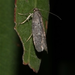 Telanepsia stictocrossa (A Concealer moth (Chezala group) at Freshwater Creek, VIC - 12 Apr 2025 by WendyEM