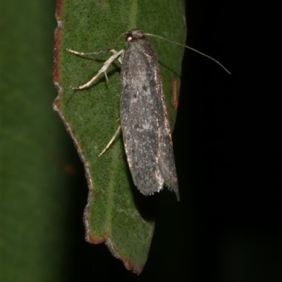 Telanepsia stictocrossa (A Concealer moth (Chezala group) at Freshwater Creek, VIC - 12 Apr 2025 by WendyEM