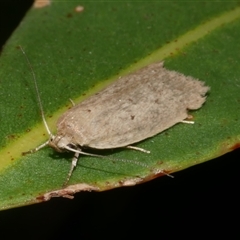 Eulechria convictella (Eulechria convictella) at Freshwater Creek, VIC - 12 Apr 2025 by WendyEM