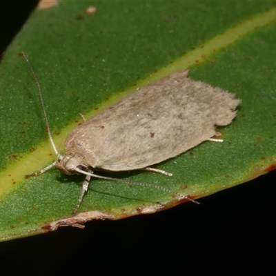 Eulechria convictella (Eulechria convictella) at Freshwater Creek, VIC - 12 Apr 2025 by WendyEM