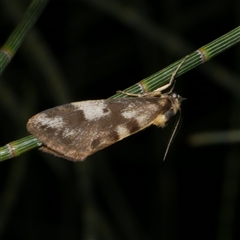 Anestia semiochrea (Marbled Footman) at Freshwater Creek, VIC - 12 Apr 2025 by WendyEM
