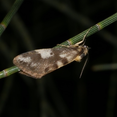 Anestia semiochrea (Marbled Footman) at Freshwater Creek, VIC - 12 Apr 2025 by WendyEM