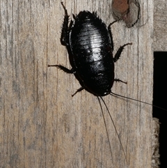 Platyzosteria melanaria (Common Eastern Litter Runner) at Freshwater Creek, VIC - 12 Apr 2025 by WendyEM