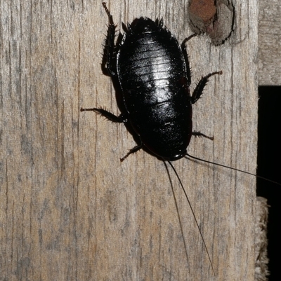 Platyzosteria melanaria (Common Eastern Litter Runner) at Freshwater Creek, VIC - 12 Apr 2025 by WendyEM