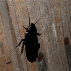 Platyzosteria melanaria (Common Eastern Litter Runner) at Freshwater Creek, VIC - 12 Apr 2025 by WendyEM