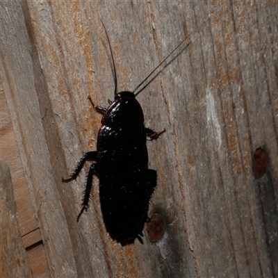Platyzosteria melanaria (Common Eastern Litter Runner) at Freshwater Creek, VIC - 12 Apr 2025 by WendyEM