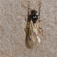 Apocrita (suborder) at Freshwater Creek, VIC - 12 Apr 2025 by WendyEM