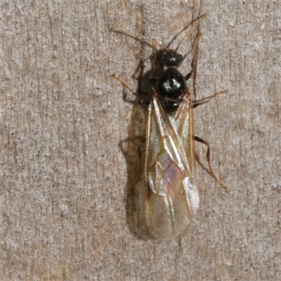 Apocrita (suborder) at Freshwater Creek, VIC - 12 Apr 2025 by WendyEM
