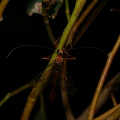 Ichneumonidae (family) at Freshwater Creek, VIC - 18 Apr 2025 by WendyEM