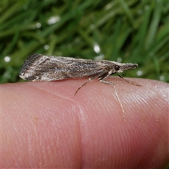 Hednota crypsichroa (A Crambid moth) at Freshwater Creek, VIC - 19 Apr 2025 by WendyEM