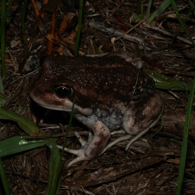 Limnodynastes dumerilii at Freshwater Creek, VIC - 19 Apr 2025 by WendyEM