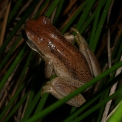Litoria peronii at Freshwater Creek, VIC - 19 Apr 2025 by WendyEM