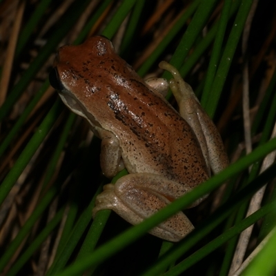 Litoria peronii at Freshwater Creek, VIC - 19 Apr 2025 by WendyEM