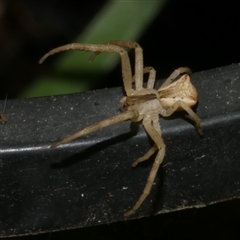 Sidymella trapezia (Trapezoid Crab Spider) at Freshwater Creek, VIC - 19 Apr 2025 by WendyEM