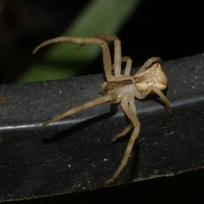 Sidymella trapezia (Trapezoid Crab Spider) at Freshwater Creek, VIC - 19 Apr 2025 by WendyEM