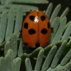 Hippodamia variegata (Spotted Amber Ladybird) at Freshwater Creek, VIC - 19 Apr 2025 by WendyEM