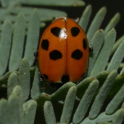 Hippodamia variegata (Spotted Amber Ladybird) at Freshwater Creek, VIC - 19 Apr 2025 by WendyEM