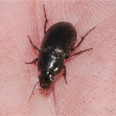 Tenebrionidae (family) at Freshwater Creek, VIC - 24 Apr 2025 by WendyEM