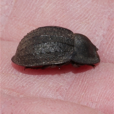 Saragus costatus (A darkling beetle) at Freshwater Creek, VIC - 24 Apr 2025 by WendyEM