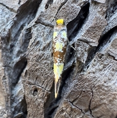 Monopis chrysogramma at Carnarvon Park, QLD - 15 Aug 2025 03:31 PM