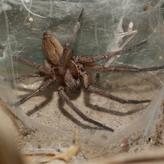 Miturgidae (family) (False wolf spider) at Freshwater Creek, VIC - 21 Apr 2025 by WendyEM
