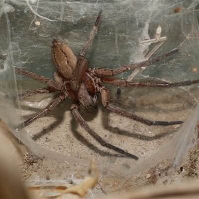 Miturgidae (family) (False wolf spider) at Freshwater Creek, VIC - 21 Apr 2025 by WendyEM