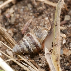 Cochlicella barbara (Small Pointed Snail) at Freshwater Creek, VIC - 21 Apr 2025 by WendyEM