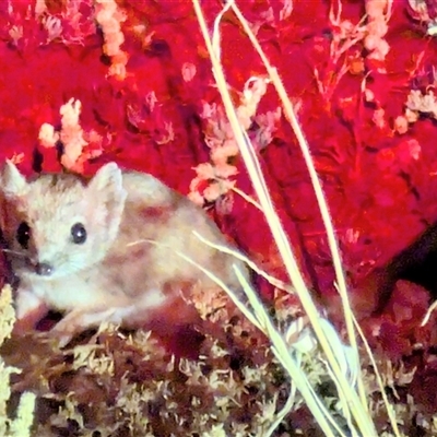 Dasyuroides byrnei (Kowari) at Bedourie, QLD - 22 Aug 2025 by HelenCross