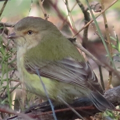 Smicrornis brevirostris (Weebill) at Acton, ACT - 25 Aug 2025 by RobParnell