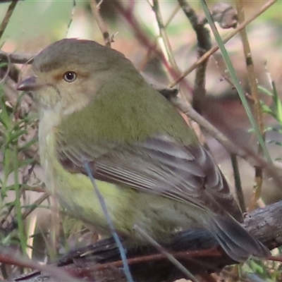 Smicrornis brevirostris (Weebill) at Acton, ACT - 25 Aug 2025 by RobParnell