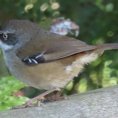 Sericornis frontalis (White-browed Scrubwren) at Acton, ACT - 25 Aug 2025 by RobParnell