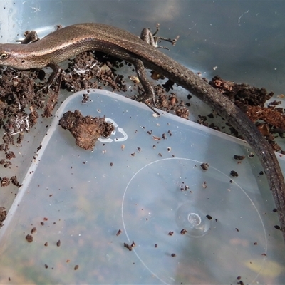 Lampropholis delicata (Delicate Skink) at Narrabundah, ACT - 23 Aug 2025 by RobParnell