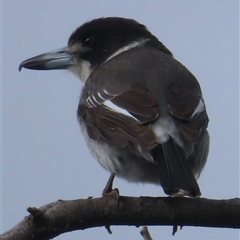 Cracticus torquatus (Grey Butcherbird) at Griffith, ACT - 21 Aug 2025 by RobParnell