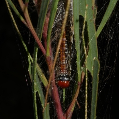 Salma pyrastis (A Pyralid moth (Epipaschiinae) at Freshwater Creek, VIC - 20 Apr 2025 by WendyEM