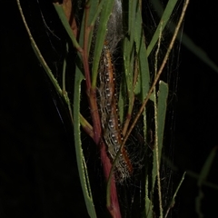 Salma pyrastis at Freshwater Creek, VIC - 20 Apr 2025 08:56 PM
