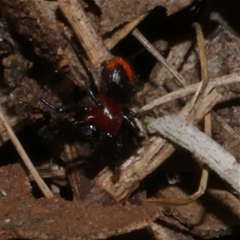 Theridiidae (family) (Comb-footed spider) at Freshwater Creek, VIC - 24 Apr 2025 by WendyEM