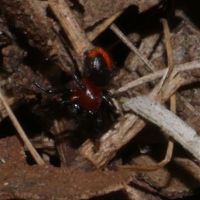Theridiidae (family) (Comb-footed spider) at Freshwater Creek, VIC - 24 Apr 2025 by WendyEM