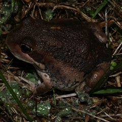 Limnodynastes dumerilii at Freshwater Creek, VIC - 21 Apr 2025 by WendyEM