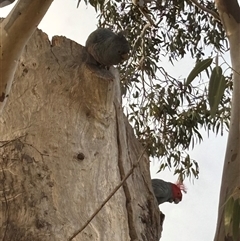 Callocephalon fimbriatum (Gang-gang Cockatoo) at Curtin, ACT - 22 Aug 2025 by marcsmith29