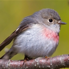 Petroica rosea (Rose Robin) at Jindabyne, NSW - 28 Aug 2025 by jb2602