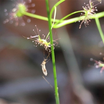 Drosera (genus) (A Sundew) at Moruya, NSW - 28 Aug 2025 by LisaH