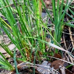 Drosera (genus) at Moruya, NSW - suppressed