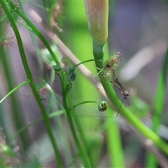 Drosera (genus) at Moruya, NSW - suppressed