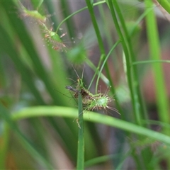 Drosera (genus) at Moruya, NSW - suppressed