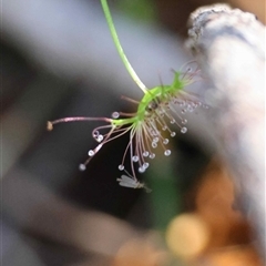 Drosera (genus) at Moruya, NSW - suppressed