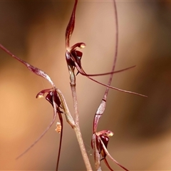 Acianthus caudatus (Mayfly Orchid) at Moruya, NSW - 28 Aug 2025 by LisaH