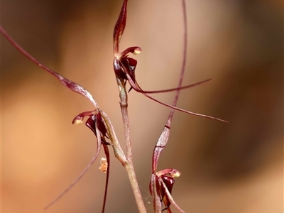 Acianthus caudatus (Mayfly Orchid) at Moruya, NSW - 28 Aug 2025 by LisaH