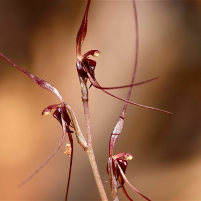 Acianthus caudatus (Mayfly Orchid) at Moruya, NSW - 28 Aug 2025 by LisaH
