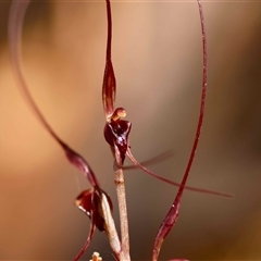 Acianthus caudatus at Moruya, NSW - suppressed