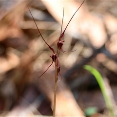 Acianthus caudatus at Moruya, NSW - suppressed